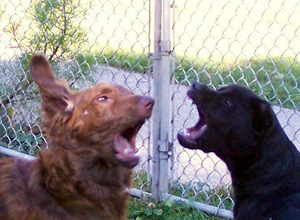 Dogs-fighting-or-playing?
